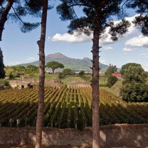 Quei vini baciati dal sole e resi unici dall’energia del Vesuvio
