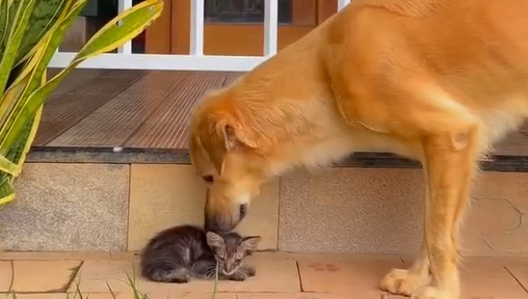 Il cane Gal salva un gattino in pericolo e lo "adotta": quando l ...