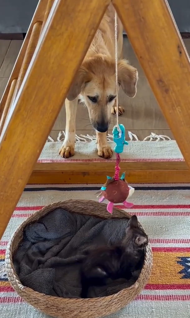 Il cane Gal salva un gattino in pericolo e lo "adotta": quando l ...