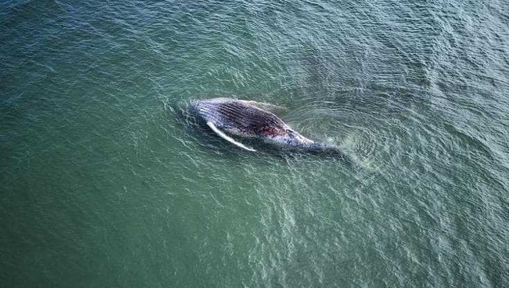 La megattera "trasportata" con una operazione milionaria a inizio maggio dalle acque della Germania verso il Mare del Nord (foto: DPA/Picture Alliance - Getty Images)