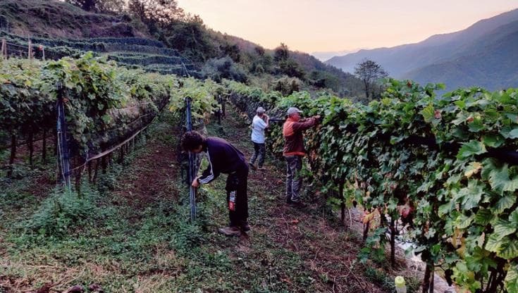Sulle montagne sopra la Valle Arroscia, l’agricoltura eroica che riporta in vita un vino scomparso