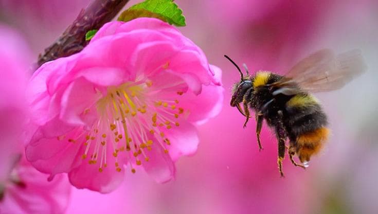 Pesticidi, crisi climatica e parassiti: sarà un mondo senza impollinatori?