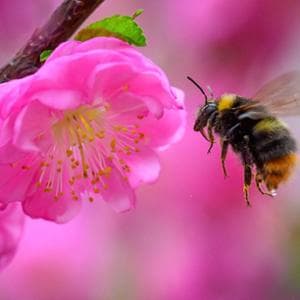 Pesticidi, crisi climatica e parassiti: sarà un mondo senza impollinatori?