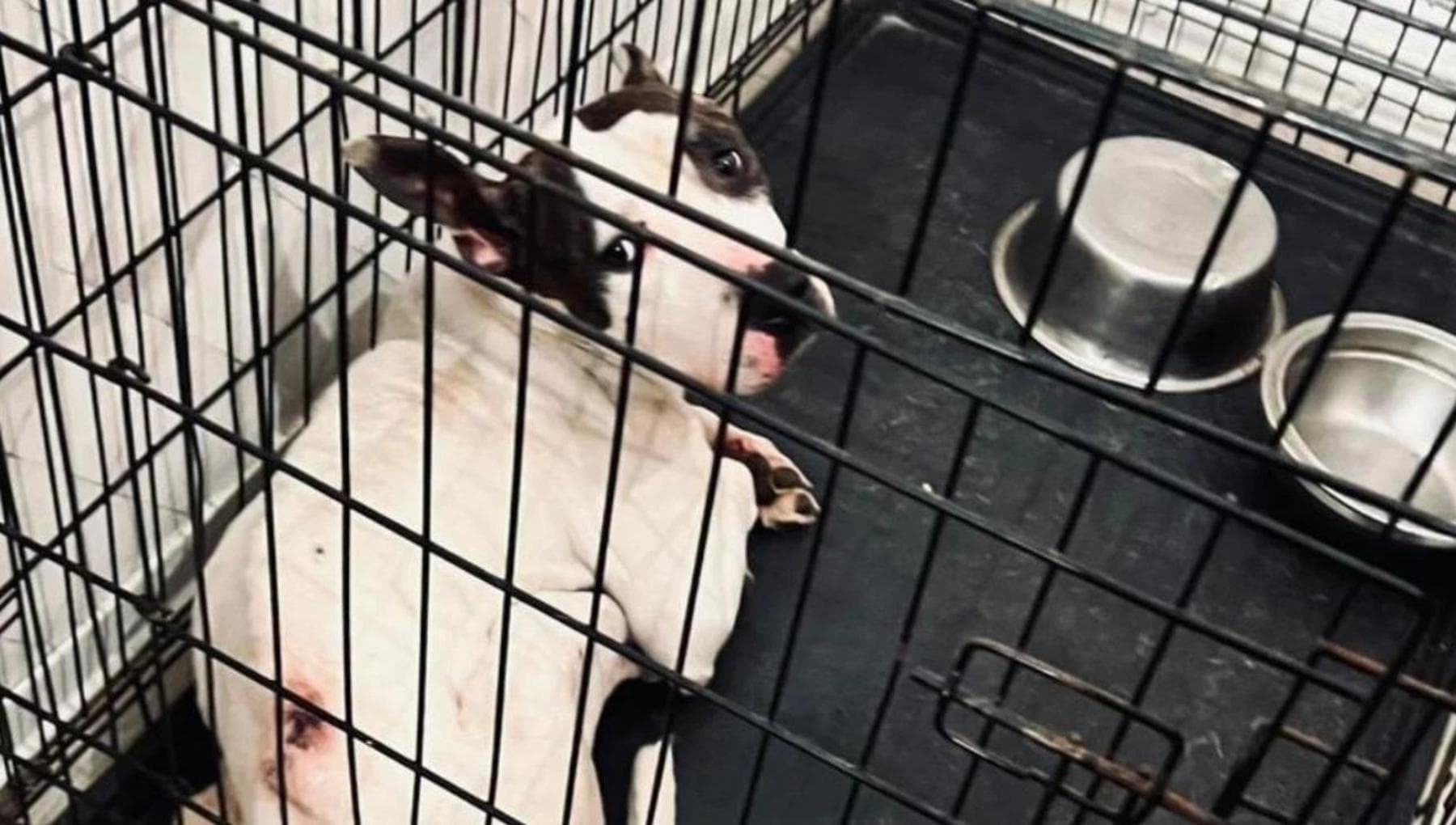 T-Rex, il cane dimenticato in una gabbia: salvato dall’orrore, riscopre ...