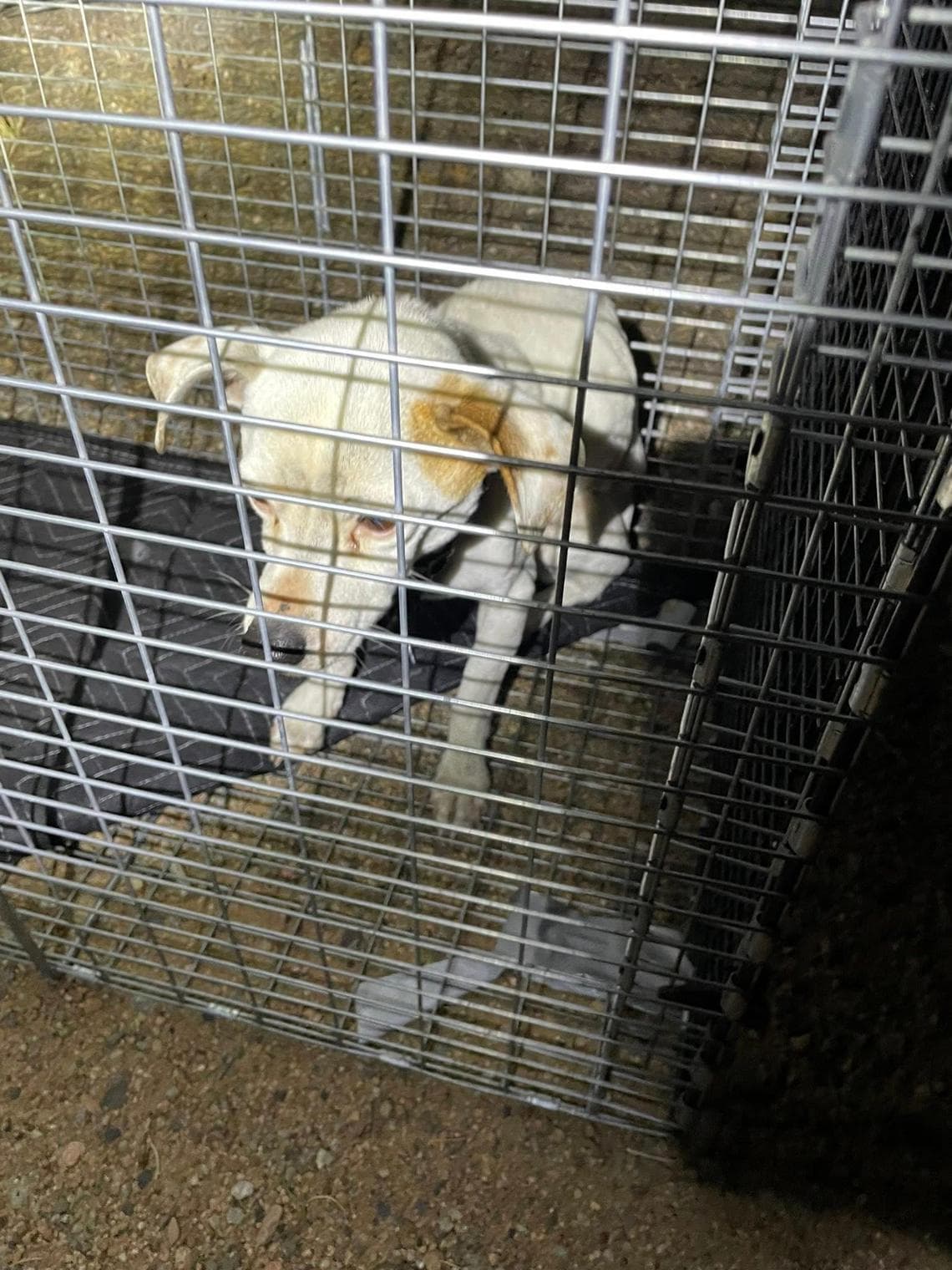 Sei settimane nella natura, affamato e solo: il ritorno a casa del cane ...