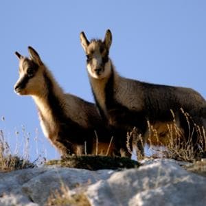 Fauna italiana in crisi: allarme biodiversità tra clima, inquinamento e consumo di suolo