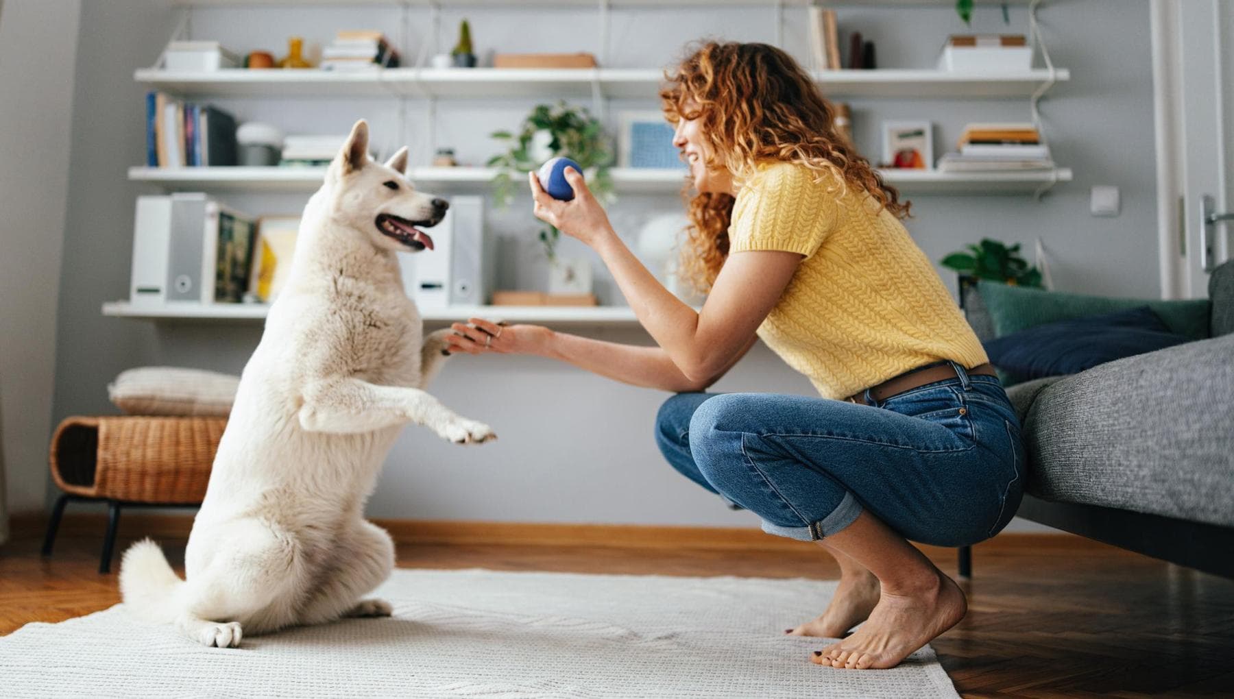La forza di volontà dei cani: ecco come hanno imparato da noi l’autocontrollo, secondo la scienza