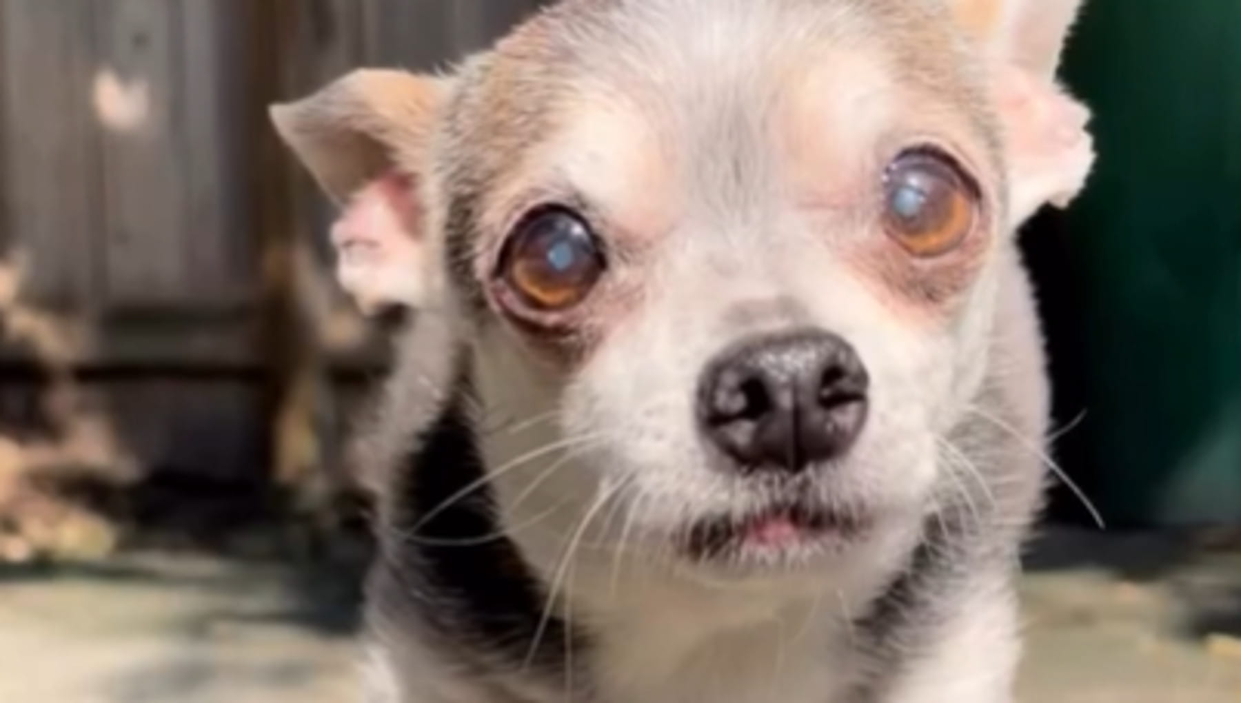 Il Chihuahua che guarisce la paura di cani e gatti: la vita straordinaria di Archie, il “terapista” da 3 chili