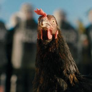 “Perché ho scelto una gallina per raccontare al cinema le disuguaglianze”