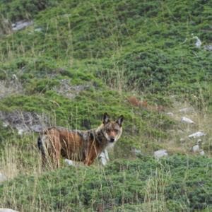 Av kanunu korunan alanlarda ve kumsalda da iki katına çıkıyor: biyolojik çeşitlilik riskleri