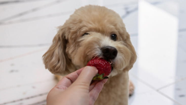 Il mio cane può essere allergico alle fragole? - la Repubblica