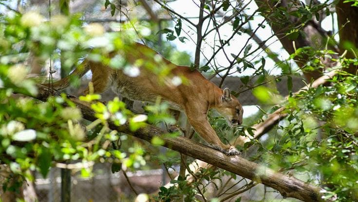 La siccità estrema nel Far West mette a serio rischio i puma (e i grandi mammiferi)