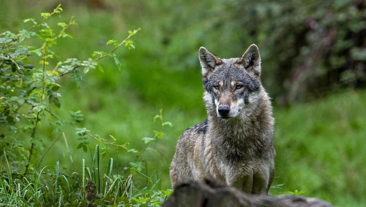 Fauna selvatica, non solo lupi: “Animali uccisi da esche avvelenate: un problema di legalità”