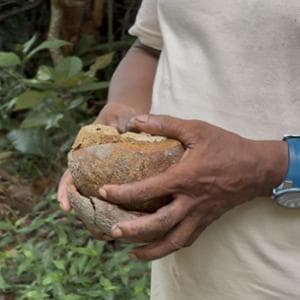 La crisi del clima mette a rischio la noce brasiliana (e l’economia dei popoli amazzonici)