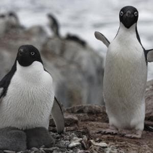 Il pinguino che caccia male copia dagli altri per trovare cibo