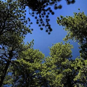 Ağaçlar beklenenden daha az CO2 depolayabilir