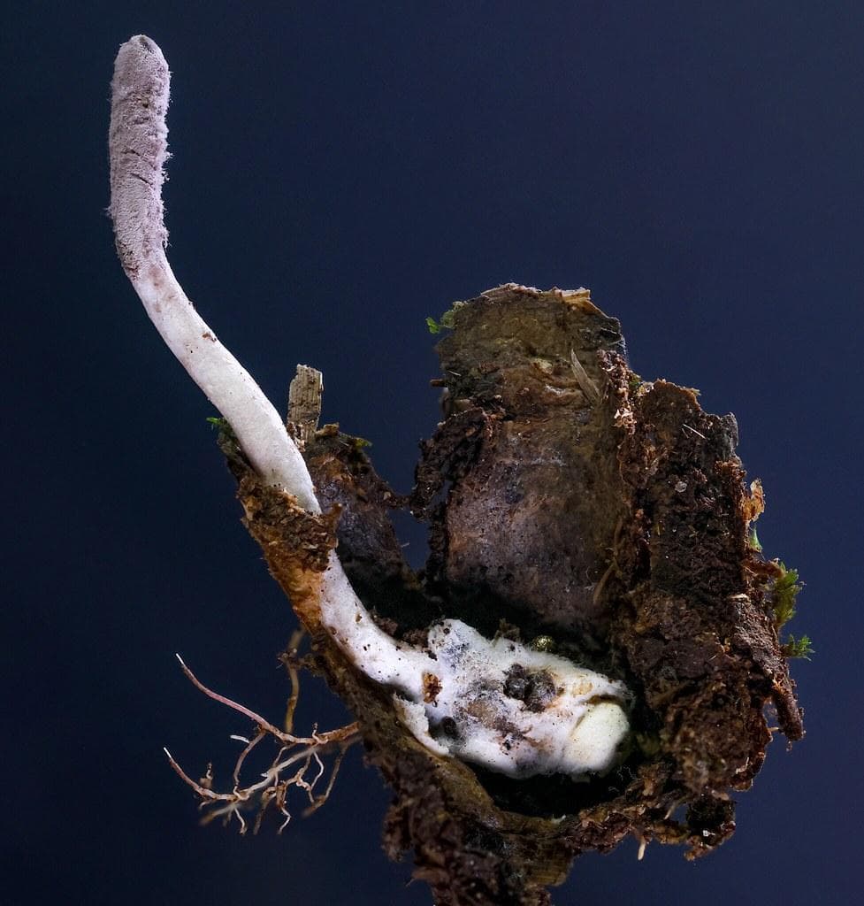Purpureocillium atlanticum (Kraliyet Botanik Bahçeleri, Kew - RBG Kew)