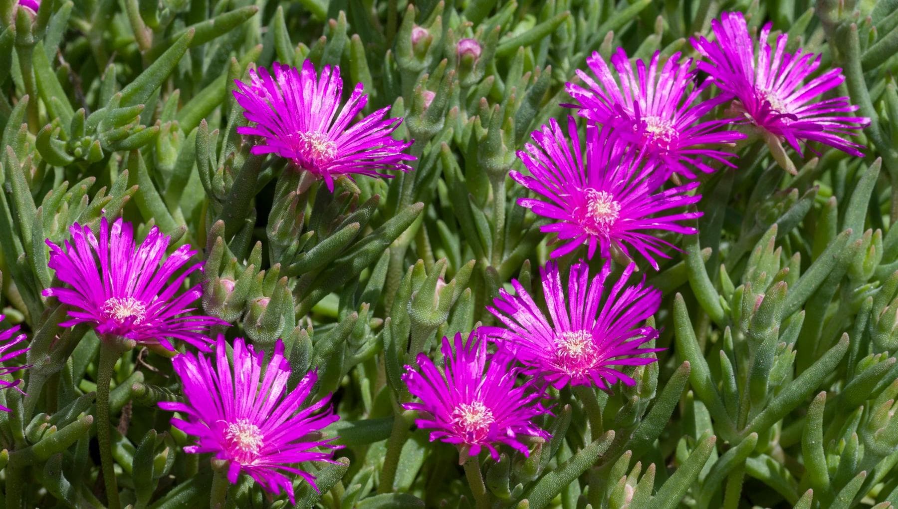 Delosperma nasıl yetiştirilir: bakım ve çiçeklenme