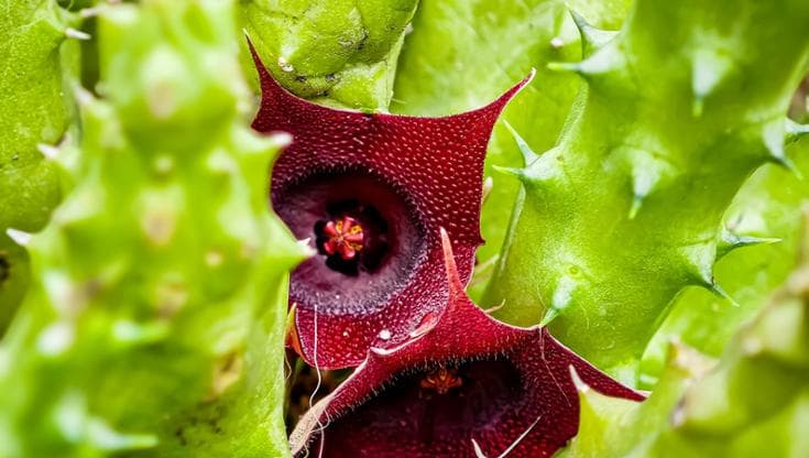 Stapelia: coltivazione, tipi e come prendersene cura