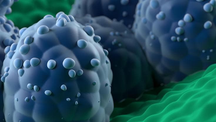 (Foto: NEMES LASZLO/SCIENCE PHOTO LIBRARY)