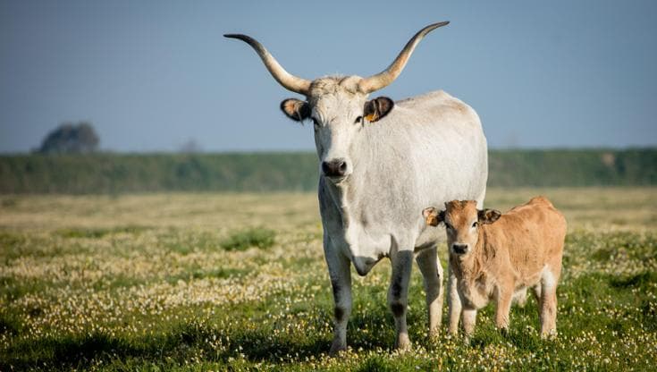 A Tolfa alla scoperta della cucina, povera e gustosa, dei butteri