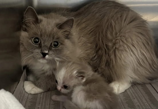 Allevamento degli orrori, tra blatte e rifiuti: salvati 78 gatti ...