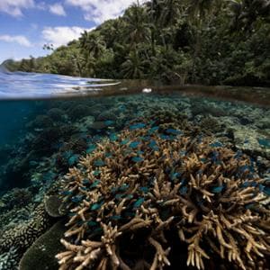 La resilienza dei coralli: 166 mila chilometri quadrati a prova di climate change
