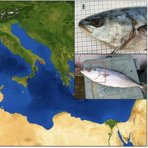 Specie aliene, nel Salento il primo esemplare mediterraneo di ricciola giapponese