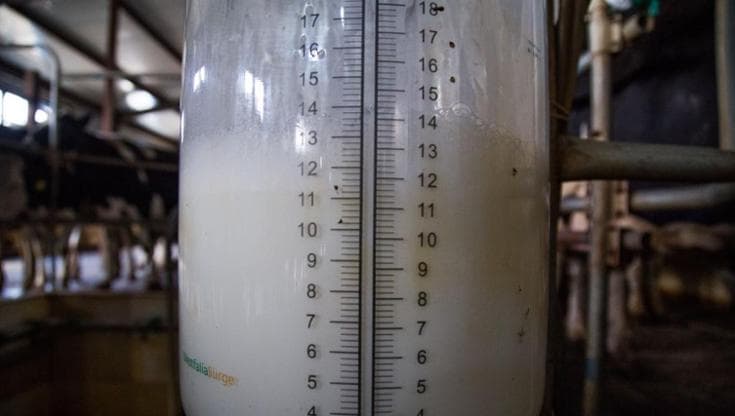 Così la crisi climatica rovina il latte