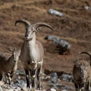 Sınırda avlanıyorlar: İtalyanlar mavi koyun ödülü için Nepal'e uçuyor