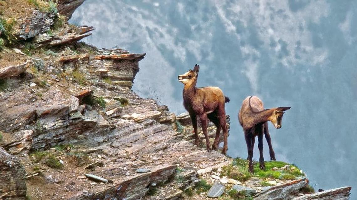 Öldürülmeden kısa süre önce dağlarda iki dağ keçisi (Hikaye avcı Graziano Busettini tarafından Hunting.com web sitesinde anlatılmıştır)