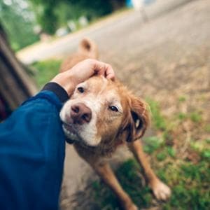 Il modo in cui i cani anziani camminano può aiutare a capire se soffrono di demenza