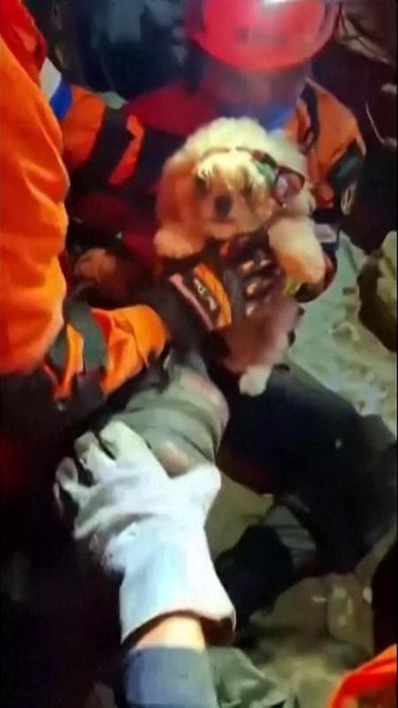 Venezuela, cucciolo salvato vivo tra le macerie dopo il terremoto a Caracas