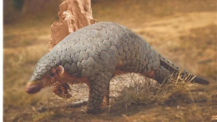 Pangolino dell’Himalaya, Manis aurita (foto: Tulshi Laxmi Suwal)