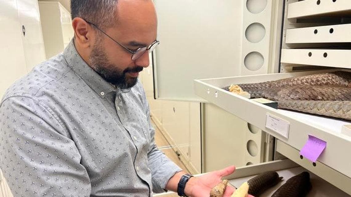 Asya'da yeni bir pangolin türü keşfedildi: onu yok olmaktan kurtaracak bir atılım