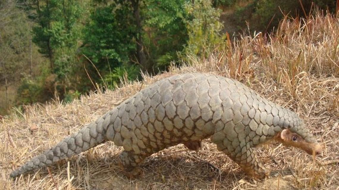 Manis aurita (fotoğraf: Tulshi Laxmi Suwal)