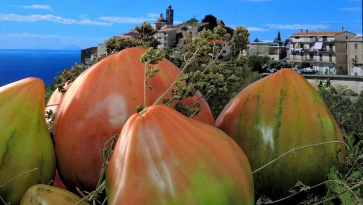 Pomodoro di Belmonte (foto da Calabria Straordinaria - Regione Calabria)