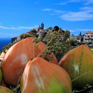 Dal pomodoro gigante alla ‘nduja di tonno, lungo la costa calabrese che è uno scrigno di sapori