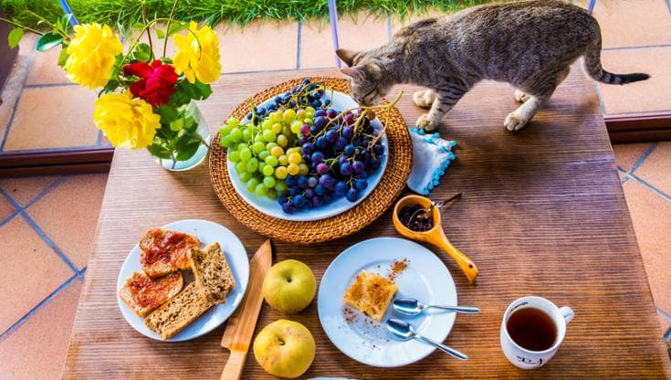 No, a cani e gatti il nostro cibo non fa bene: sbagliato umanizzare le loro ciotole