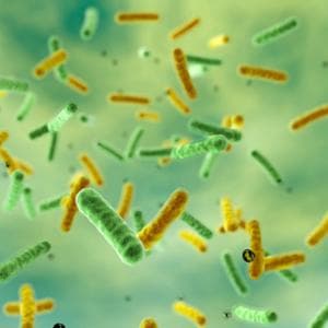 Lupus: scoperto un batterio intestinale che potrebbe aprire la strada a nuove terapie