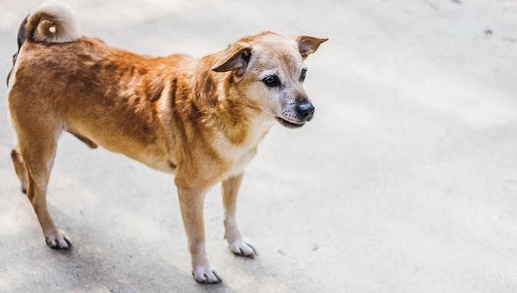 Randagismo, al via il primo bando nazionale per le sterilizzazioni di cani e gatti: 40 mila euro per gli enti del Centro-Sud