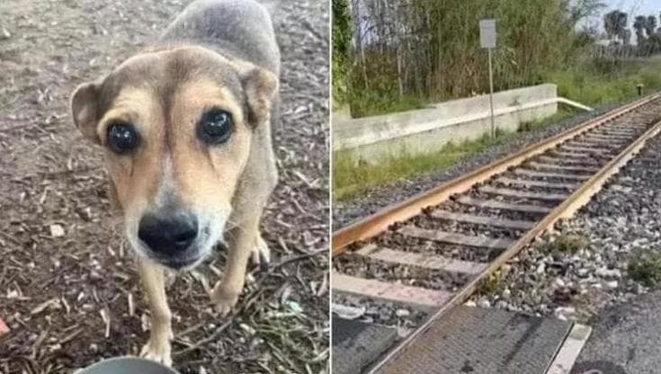 Siracusa, al via il processo per la morte del cane di quartiere Timida: rinvio all’8 settembre