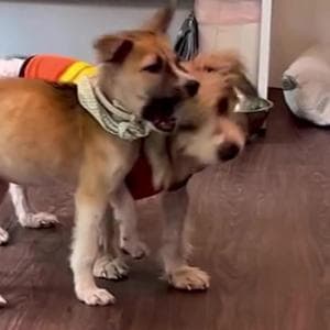 L'olfatto di Milo, il cane senza addestramento che trova tre persone sotto  le macerie in Venezuela - La Stampa