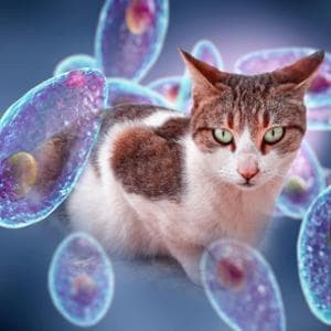 Toxoplasmosi, il parassita da monitorare in gravidanza che può far perdere la vista