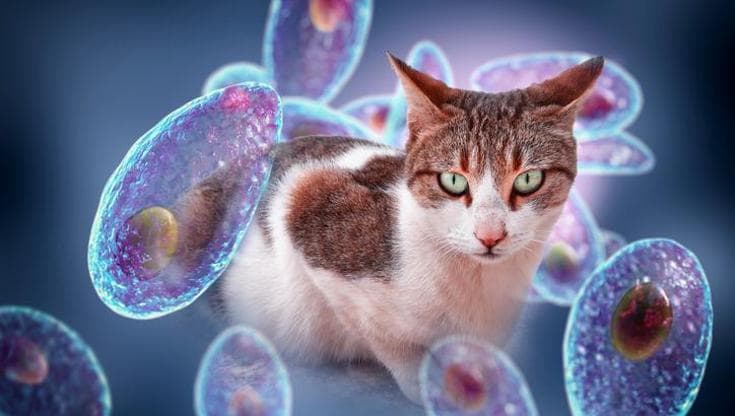 Toxoplasmosi, il parassita da monitorare in gravidanza che può far perdere la vista