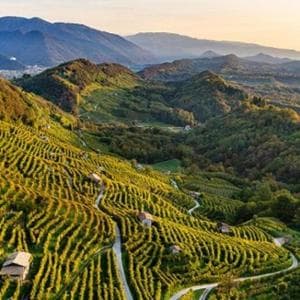 Veneto'da su krizi: üzüm bağları elektronik yapraklar ve dronlarla izleniyor