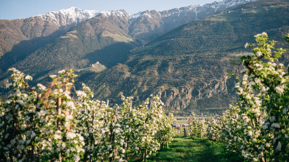 Filari di meli in fiore in Val Venosta. (Foto: Turismo Val Venosta)