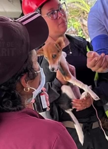 Milo, il cane che ha sconfitto l'impossibile: salvato vivo dopo 12 giorni  sotto le macerie in Venezuela - La Stampa