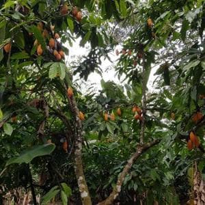 Il cacao è in crisi per il clima ma la speranza arriva da una scoperta in Perù