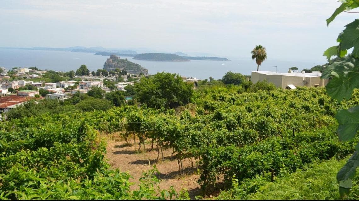Vigne di Biancolella delle Cantine Antonio Mazzella